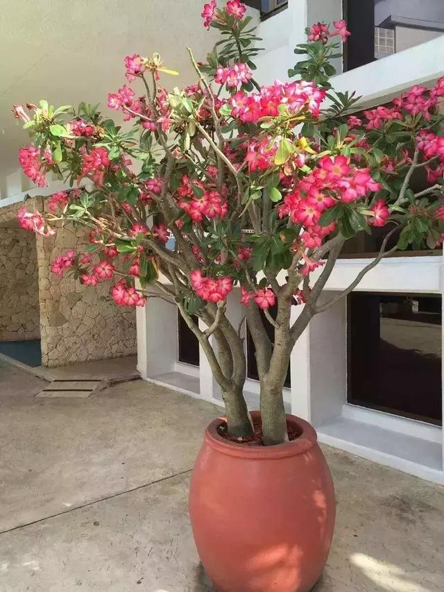 常见的八种多肉植物，各种各样的多肉植物（6种“小多肉”）