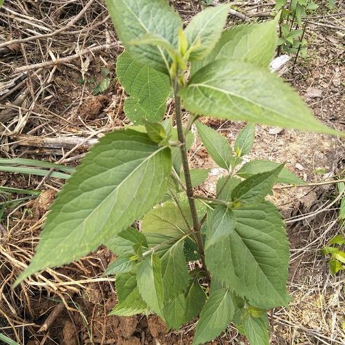 六月雪的功效与作用，“六月雪”和“六月霜”指的是哪几种植物