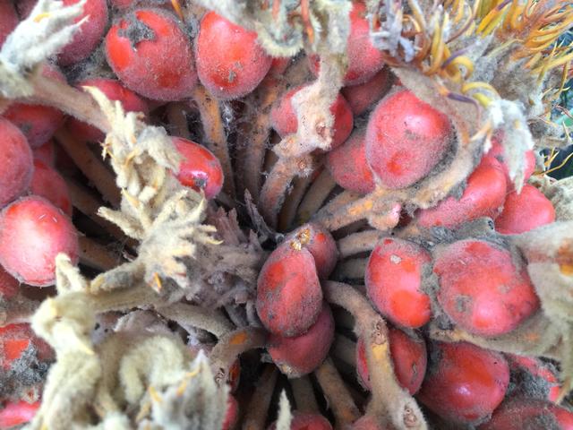 铁树籽有什么功效,铁树籽有什么功效与作用(铁树结的红色果实你见过吗