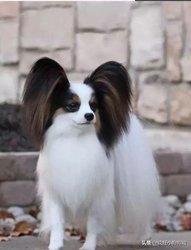 哈士奇智商排名，哈士奇智商在狗界排名多少位（前十和倒数前十）