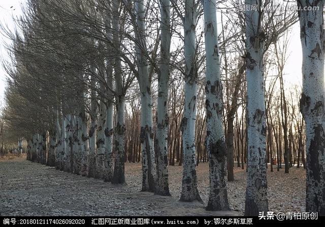 叶赛宁最有名的诗，叶赛宁最有名的诗《我记得》（叶赛宁诗歌品赏《白桦》）