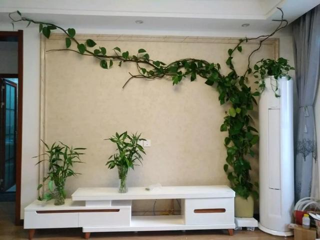 绿萝怎么养才能更旺盛，绿萝怎么养才能更旺盛用什么肥料