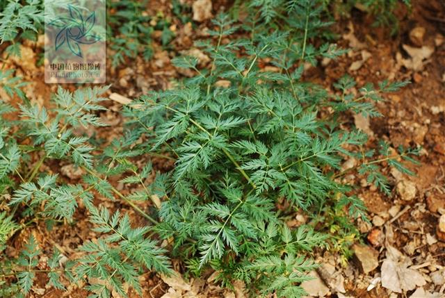 本草图经作者是谁，《本草图经》的作者（芎藭 蘼蕪 藁本）