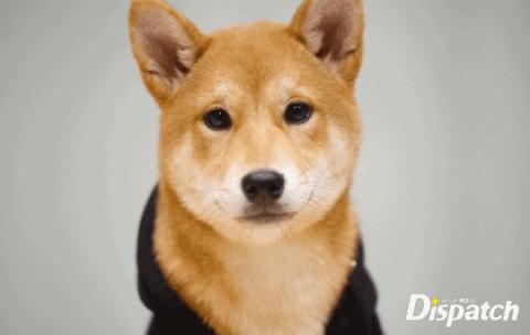 带屈的成语有哪些，什么屈什么的成语有哪些（这5个成语居然被误读了这么多年）