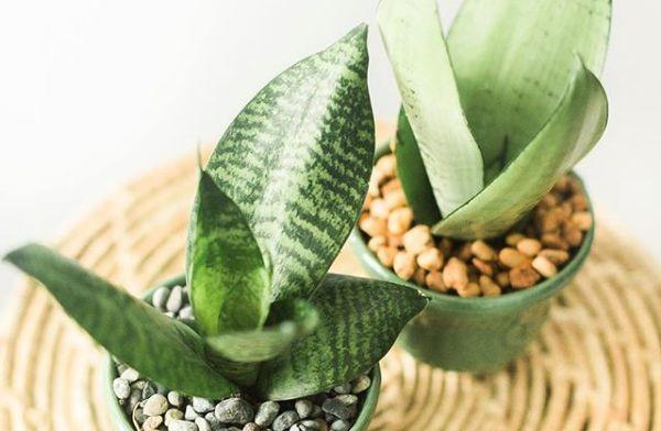 观音莲的花语，观音菩萨与莲花的寓意（守护你的小幸福）