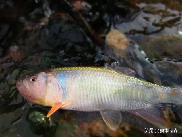 马口鱼溪流灵动身影实拍图，展现其自然栖息地中的优美游姿与独特生态魅力。