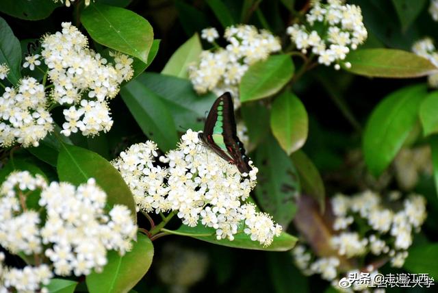 江西农业大学宿舍条件怎么样，江西农业大学宿舍几人间（这所大学占地面积全国第二）