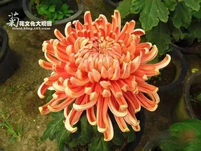 世界最美菊花80种太美了，金秋十月赏菊花——世界最美菊花80种送给您