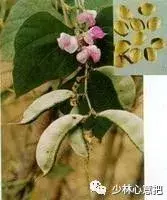 白牛胆的功效与作用，白牛胆的功效与作用禁忌（中药图片大全与功效）