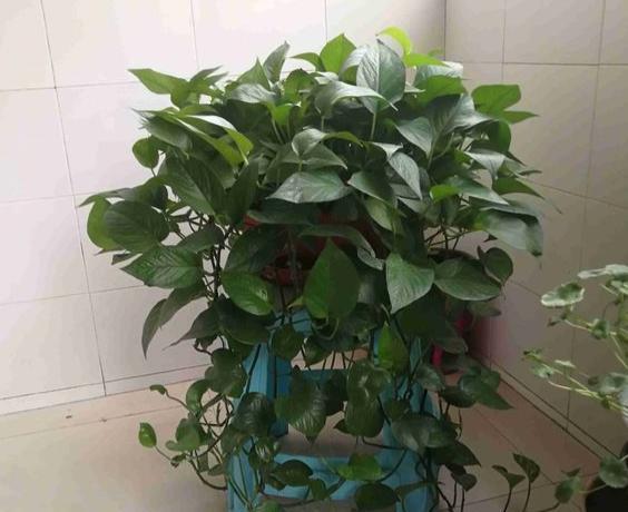 绿萝叶子发黄的原因及解决方法，绿萝叶子发黄（绿萝叶子发黄干枯是什么原因）