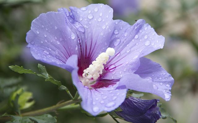 能陪伴狮子座一生的三大星座，最容易爱上狮子座的三大星座（狮子座与这三大星座相伴）