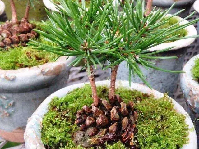 松树是什么样子的，松树长什么样子图片（科普答疑：松树会开花吗）