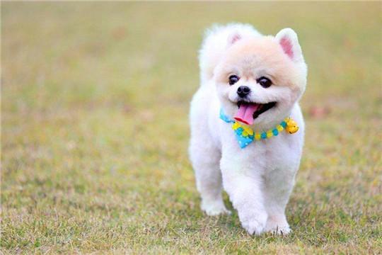 狗摇尾巴或夹着尾巴表示什么，狗摇尾巴是什么（它摇尾巴表达的意思吗）