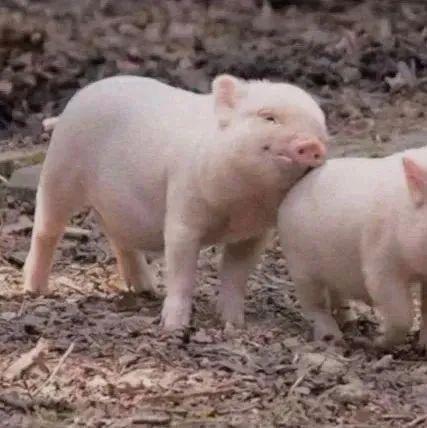 仙女玖｜｜『优质闺头.』，微信头像，仙女玖｜｜『优质闺头.』（闺蜜昵称网名+闺蜜头像）