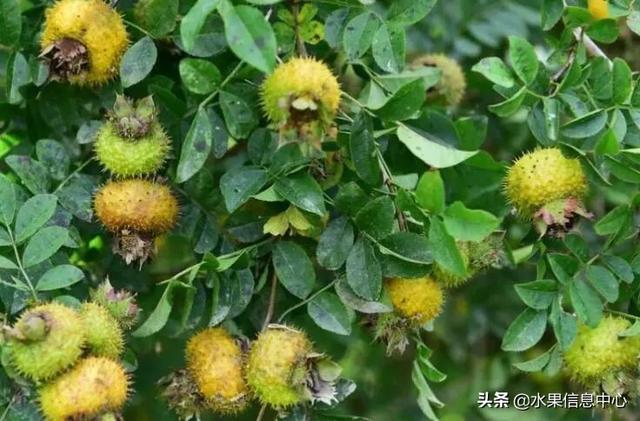 醋柳果的功效与作用，醋柳果的功效与作用及禁忌（国内有哪些小众特色水果）