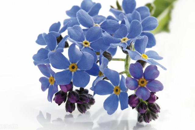 郁金香花语和寓意，你们知道这些花的花语吗（黄色郁金香花语和寓意）