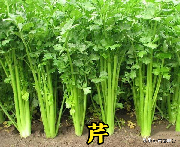 什么是卷心莴苣，卷心莴苣图片（古代邢台人最爱吃的几种蔬菜）