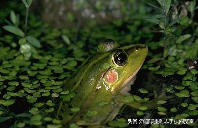 比较常见的青蛙种类，青蛙种类图片大全