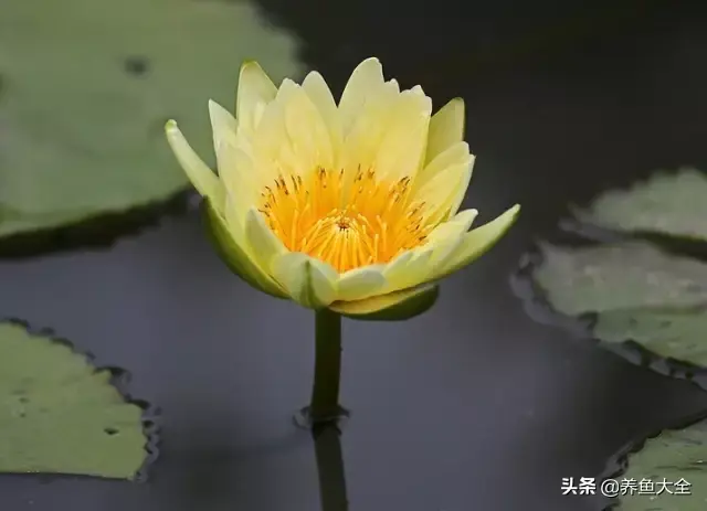 莲花的别称有哪些，莲花的别称有哪些拼音（ 太齐全太珍贵了）