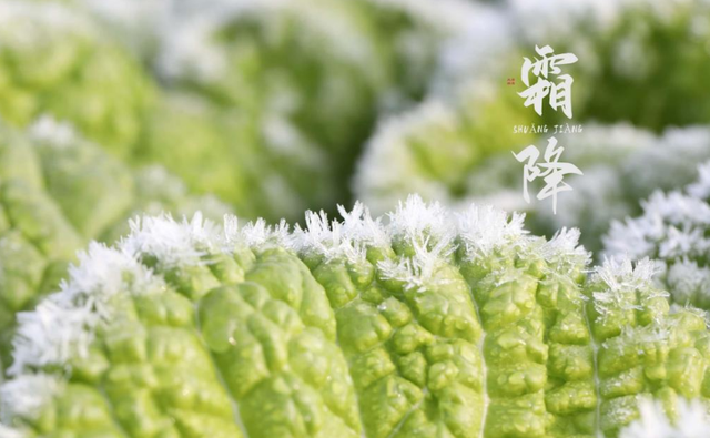 关于霜降的诗句 古代诗人写霜降的诗词，关于霜降的诗句（欣赏最后秋天的美景）