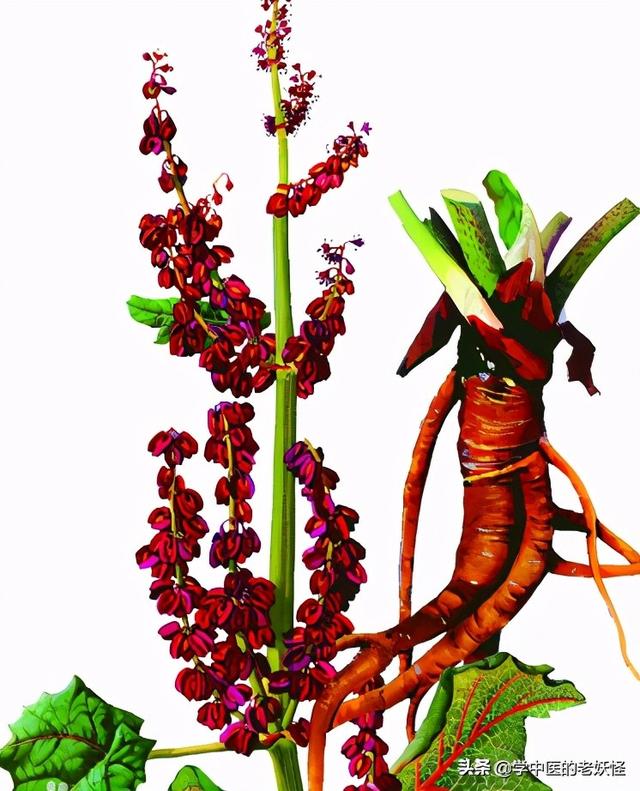 关于大黄属介绍，大黄属的特征是（每日一中药——攻下药“大佬”——大黄）