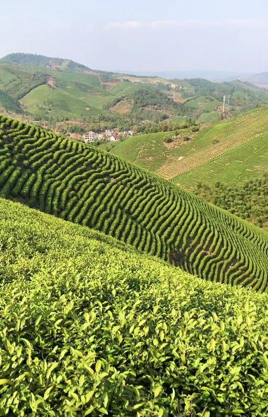 成语茶饭是什么成语，有关茶饭的成语（茶的成语妙用）