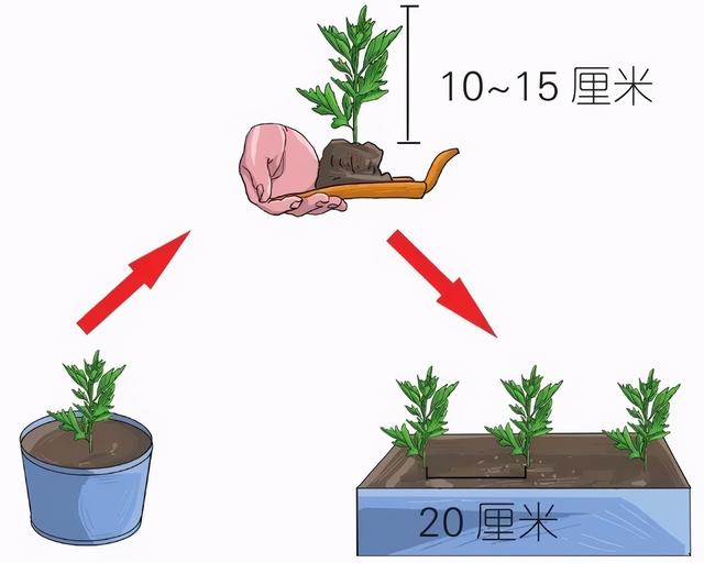 艾草种子什么时候播种，艾草什么时间播种（养生生活从栽种一棵艾草开始）