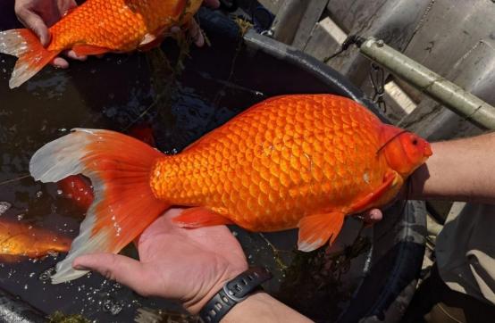 金鱼是动物吗，金鱼是什么动物（在水里几乎没有天敌）