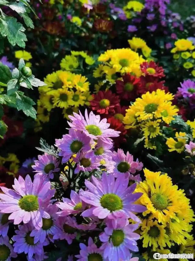 荷花有几种颜色，莲花有几种颜色分别是象征什么（1盆菊花售价1.2万）