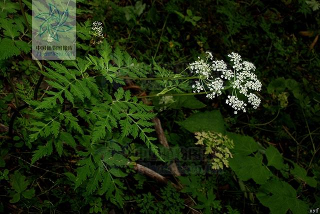 本草图经作者是谁，《本草图经》的作者（芎藭 蘼蕪 藁本）