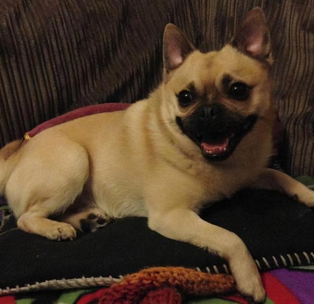 串串狗是什么意思，串串狗是土狗吗（你知道为什么\