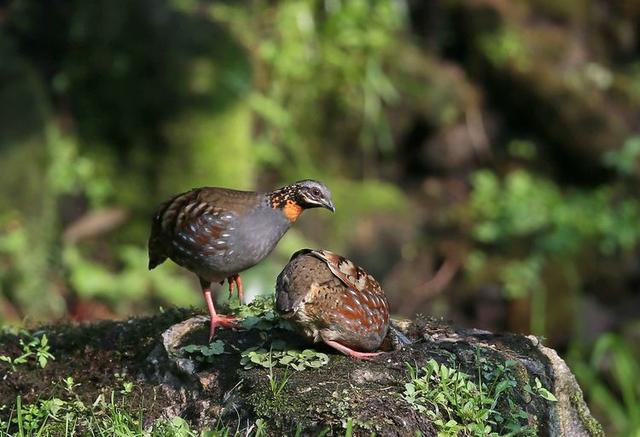 毕竟东流去的上一句，毕竟东流去的上一句全诗翻译（爱唐宋词：“青山遮不住）