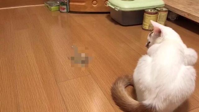 怎么解决猫咪挑食的问题，改善挑食，是一场人猫拉锯战