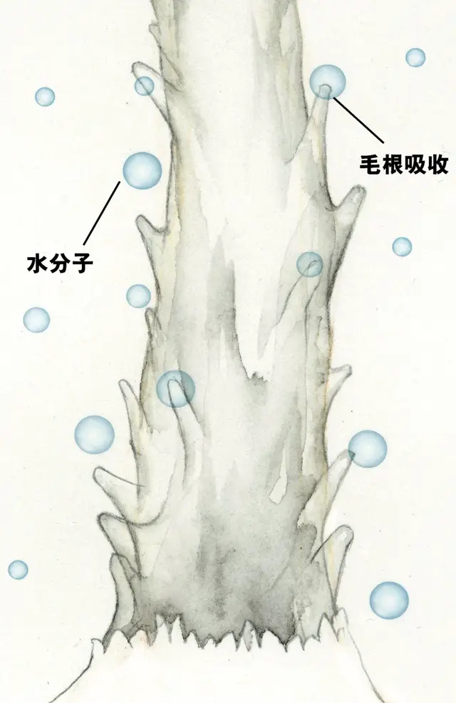青苔和苔藓的区别图片，青苔怎么养才茂盛（上岸后，就傻傻不再进化的苔藓）