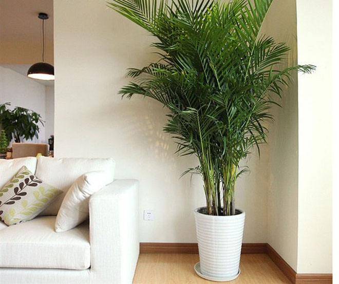 红铁树的作用与功效，红铁树的作用与功效是什么（分享10种寓意美好并且适合客厅种植的植物）