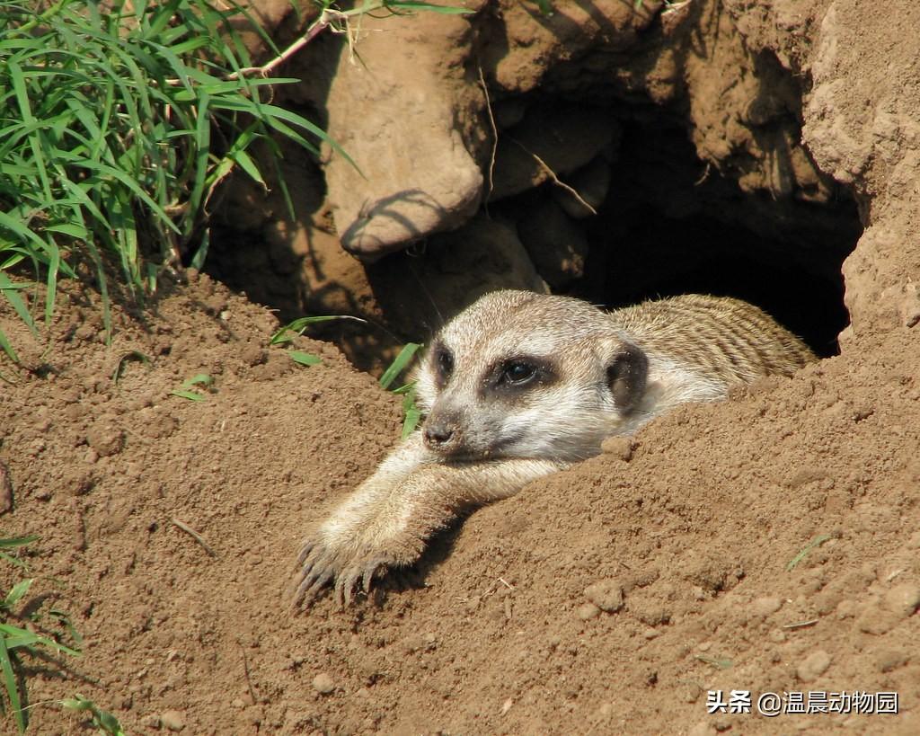 丁满是什么动物，丁满和彭彭是什么动物（细尾獴已然成为深受欢迎的新晋萌神）