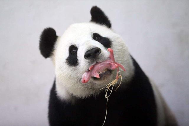 熊猫的特征是什么，为什么生出的熊宝宝像个小老鼠呢