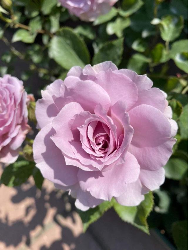 月季几月份开花，月季开花几季（要让月季秋季也开花）