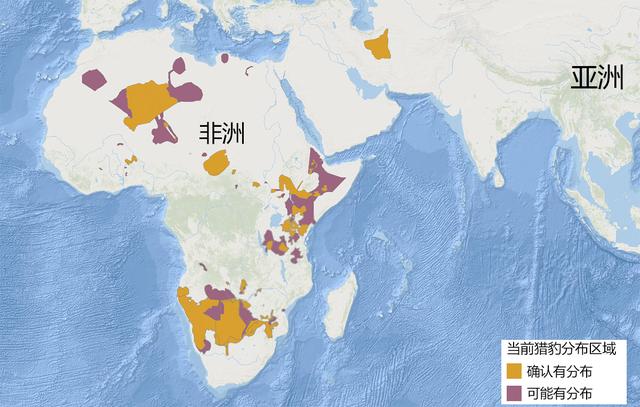 豹子的速度，浅谈猎豹高速追击下的奥秘（豹子的速度是汽车的几倍）