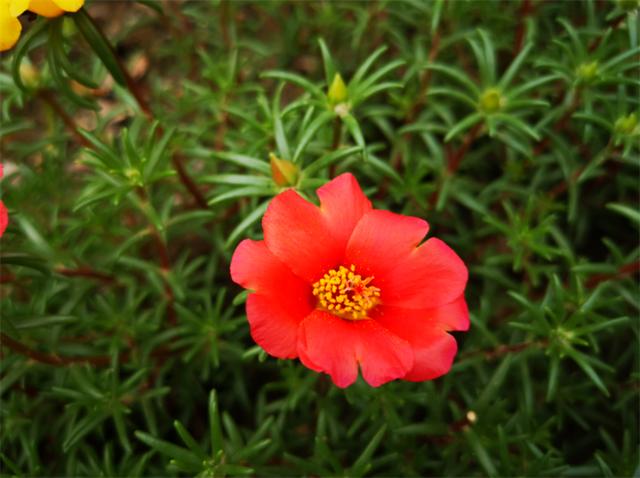 太阳花的花语是什么，太阳花花语是什么（太阳花的花语是坚韧勇敢）