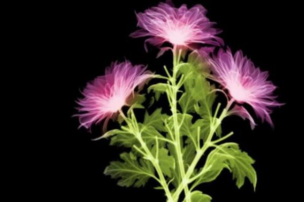 依米花的花语，依米花的花语九月天（依米花在什么季节开放）