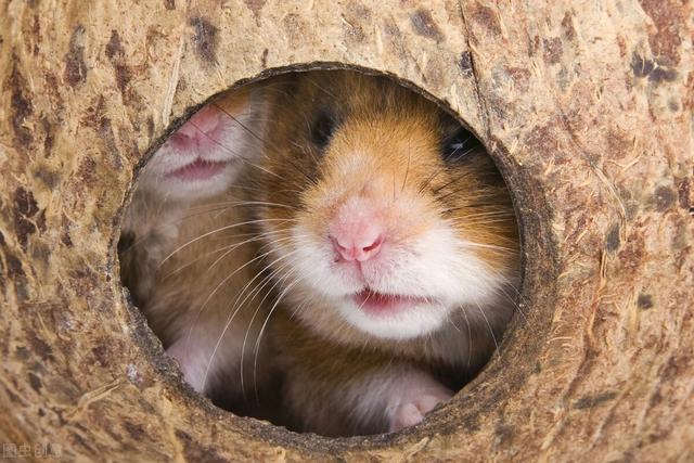 小仓鼠怎么喝水，小仓鼠不知道怎么喝水该怎么办（会严重影响仓鼠的健康）