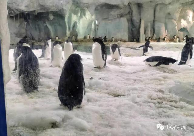 珠海长隆游玩攻略，珠海长隆游玩攻略图（带娃去珠海长隆该怎么玩）