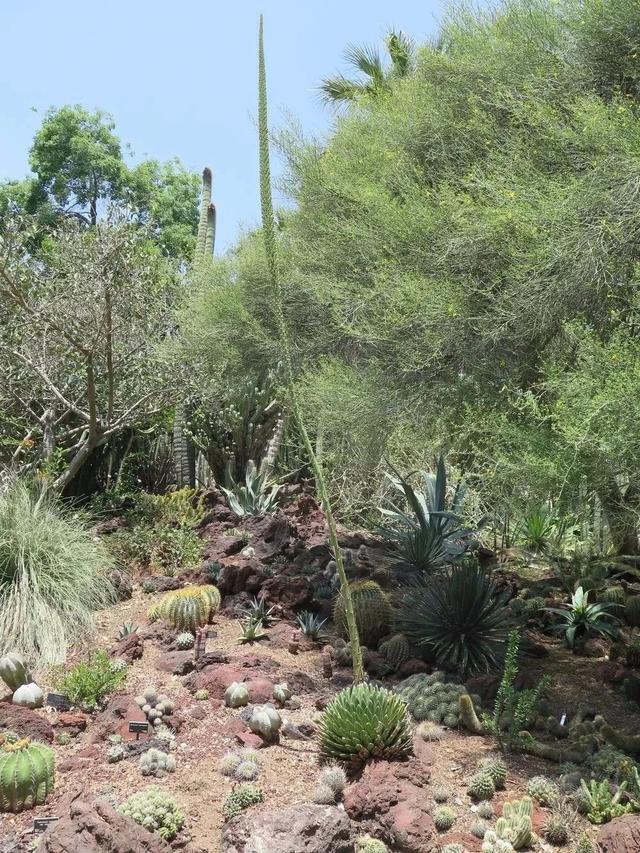 星花凤梨养殖，开完花就挂掉的几种植物