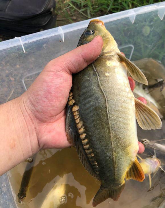 镜鲤怎么钓啊怎样钓无鳞鲤鱼,无鳞鲤鱼用什么钓(散鳞鲤鱼现身邕江)