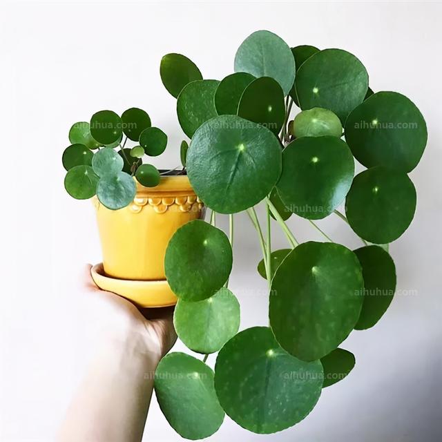 镜面草的养殖方法，镜面草的养殖（一种耐阴又好养的室内植物）