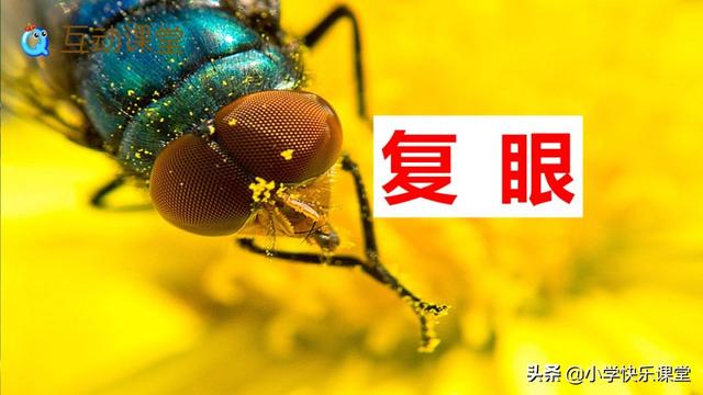 什么的硬翅，什么的硬翅？填四个字。（小学部编三年级语文下第4课《昆虫备忘录》图文+知识点+同步练习）