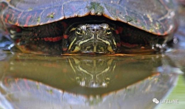 东锦龟怎样饲养，东锦龟的养殖（龟界传说级别的抗冻神仙）