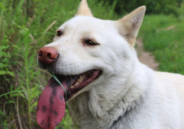 10大护卫犬，十大护卫犬有哪些（养过的都知道）