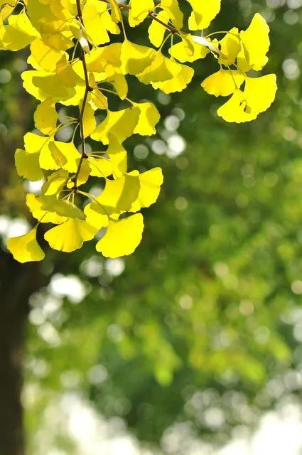 园林植物的象征意义，园林植物象征意义的表述（常用户外园林植物中）